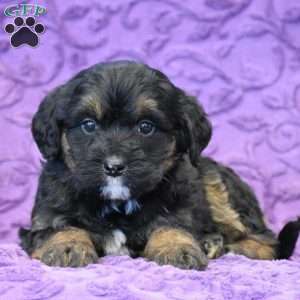 Deary, Mini Bernedoodle Puppy